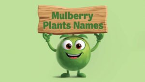 mulberry plant names