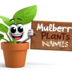 mulberry plant names